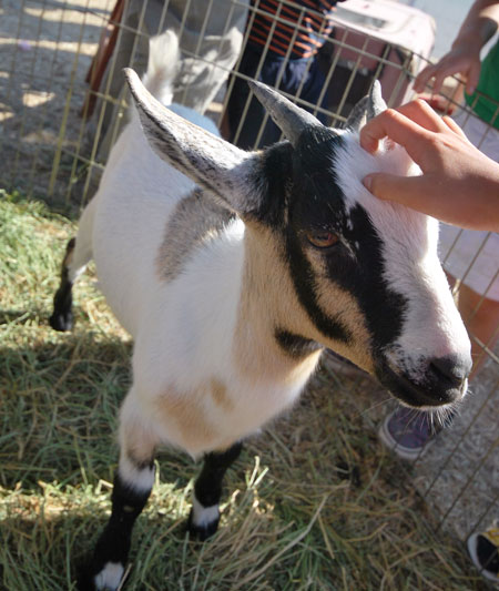 goat